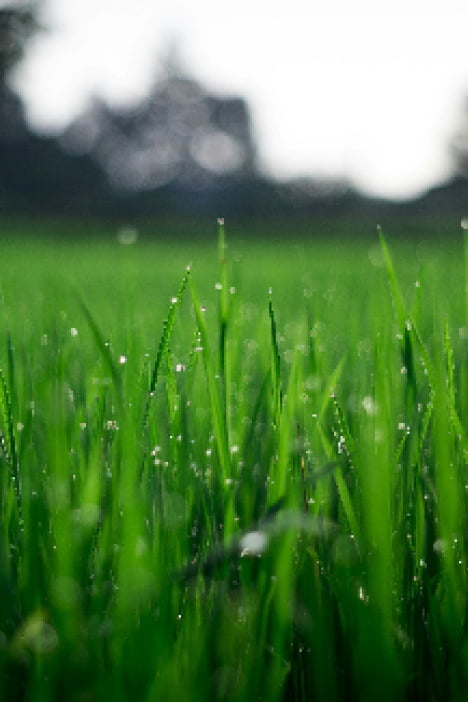 朝露に濡れた緑豊かな草原の風景