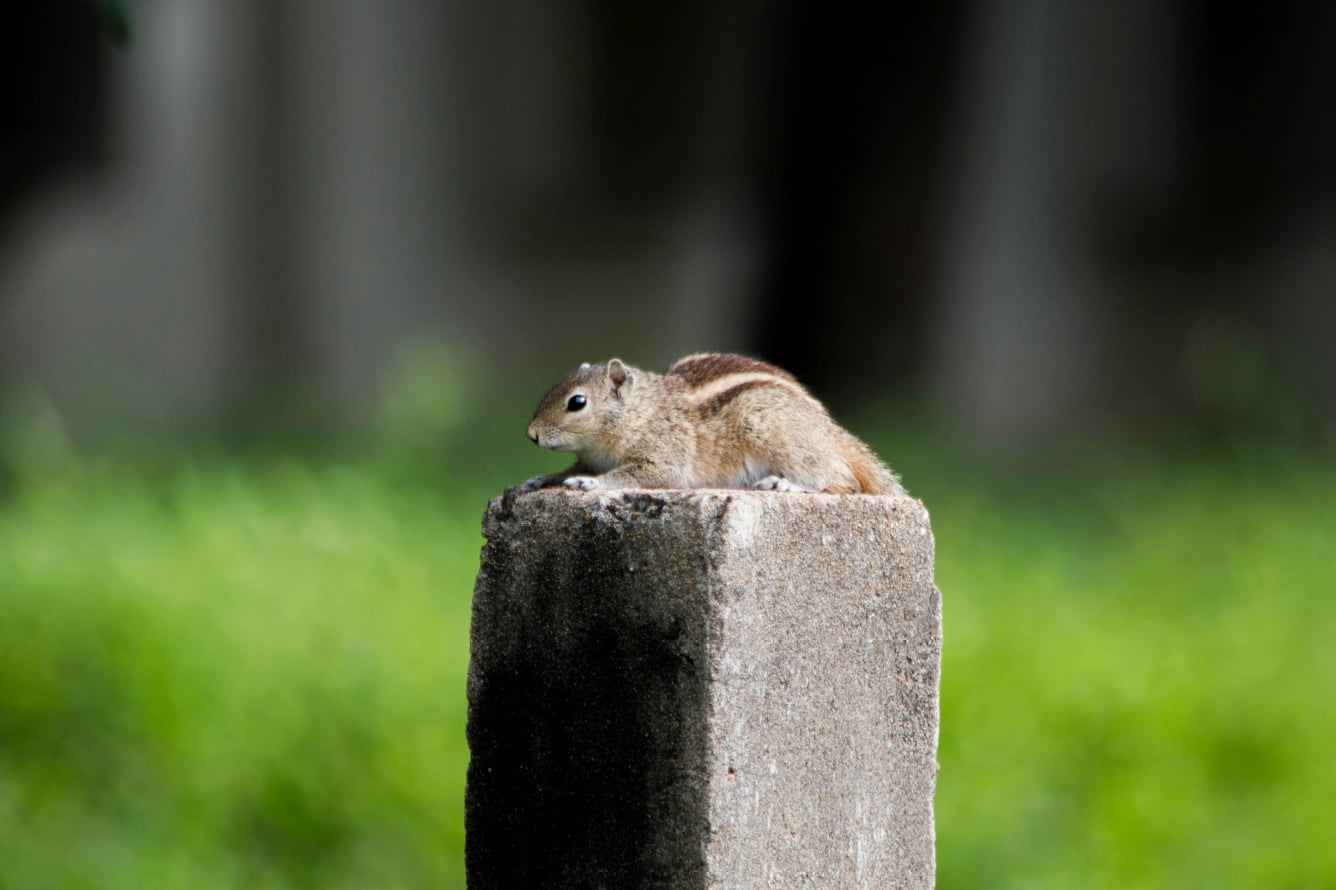 兵庫県加古川市の加古川に現れたリス